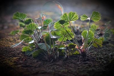 Close-up of plants growing on land