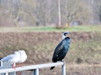 Bird perching on railing against fence