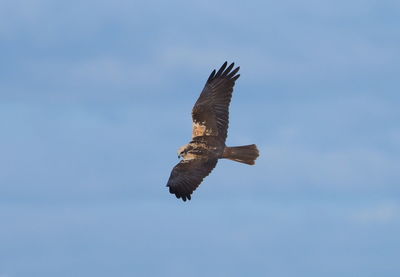 Low angle view of eagle flying in sky