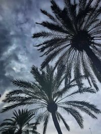 Low angle view of palm tree against sky