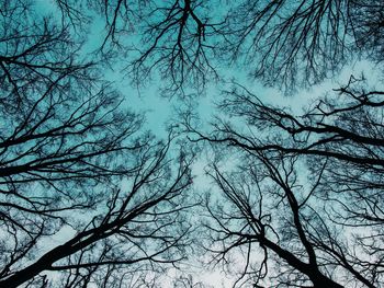 Low angle view of bare tree against sky