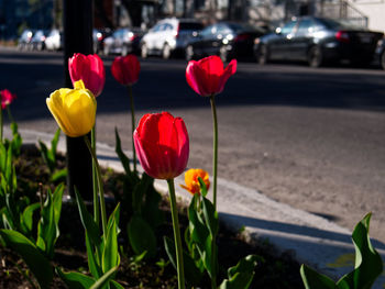 Close-up of red tulips