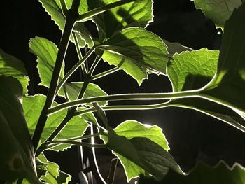 Close-up of fresh green leaves