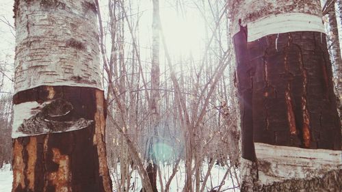 Low angle view of trees in forest
