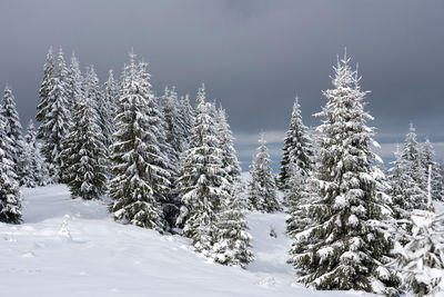 Snow covered trees against sky