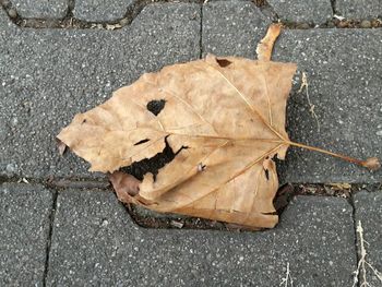 High angle view of maple leaf on street