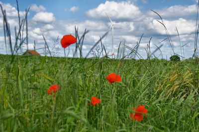 Red poppy flowers blooming in field