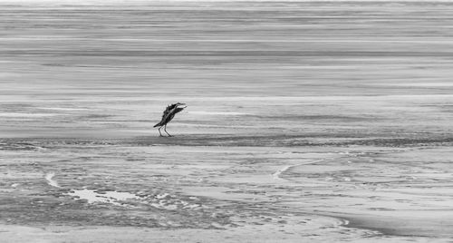 View of a horse in the sea