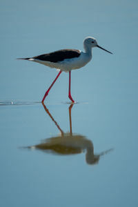 Black-winged stilt wades in shallows with reflection