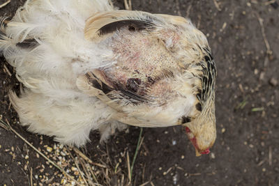 Close-up of a bird