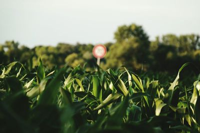 Information sign on corn field against sky