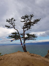 Tree by sea against sky