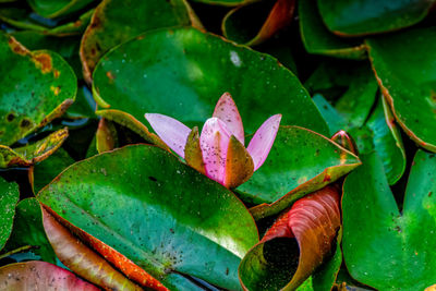 High angle view of pink water lily on leaves