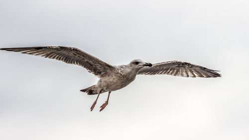 Low angle view of birds flying against clear sky