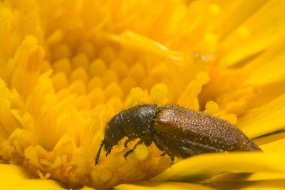 Close-up of insect on yellow flower