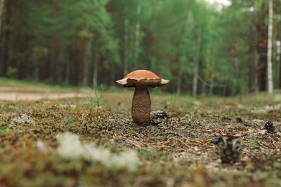 Boletus mushroom grows on the forest road