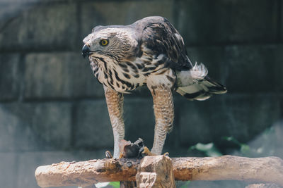 Close-up of owl perching on wall