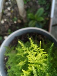 Close-up of potted plant