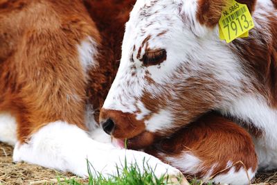 Close-up of cows