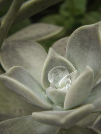 Close-up of fresh white flowering plant