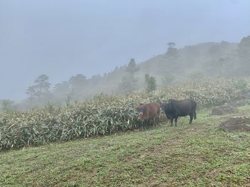 View of sheep on field against sky