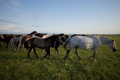 Horses on a field