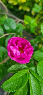 Close-up of pink rose