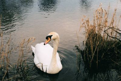 Swan floating on lake