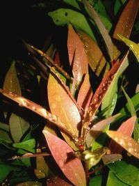 Close-up of raindrops on plant