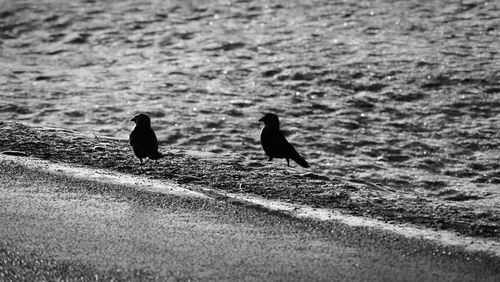 Silhouette of birds perching on water