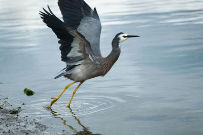 View of a bird on a lake