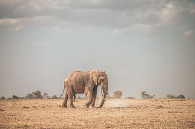 View of elephant on field against sky