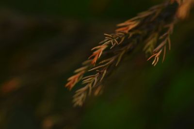 Close-up of fresh plant