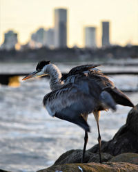 View of bird perching on rock