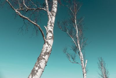 Low angle view of bare tree against blue sky