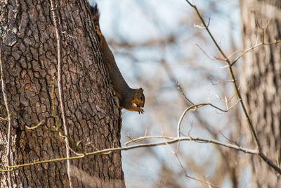 Bird on tree trunk