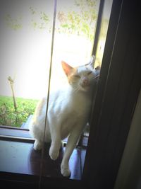 Cat looking away