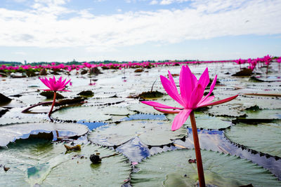 Close-up of pink water lily in lake