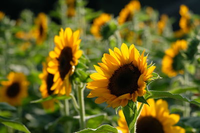 Close-up of yellow flowering plant