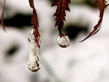 Close-up of frozen plant