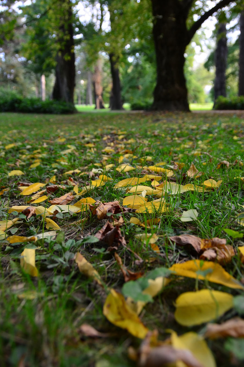 FALLEN LEAVES ON TREE TRUNK IN FOREST