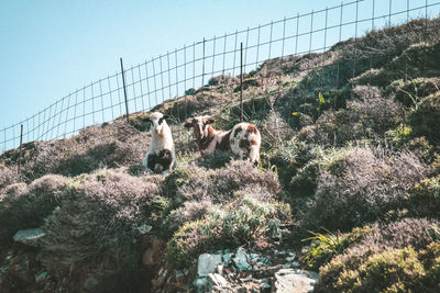 View of a sheep against the sky