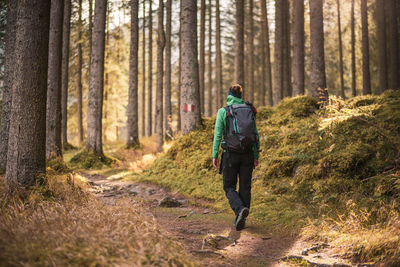 Rear view of man walking in forest