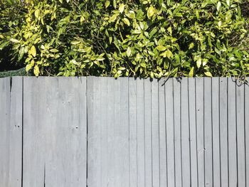 Trees behind fence