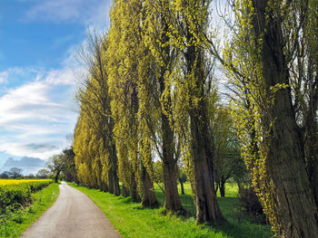 Young poplar trees beside a country lane near york, north yorkshire, england