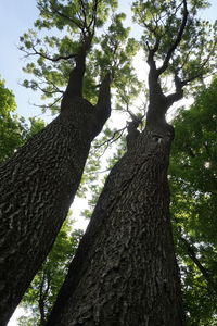 Low angle view of tree trunk in forest