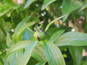 Close-up of insect on plant