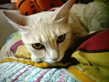 Close-up of cat on bed at home