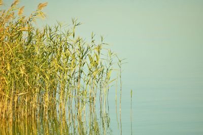 Close-up of plants against clear sky