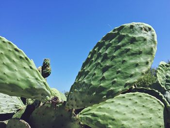 Low angle view of prickly pear cactus against clear sky